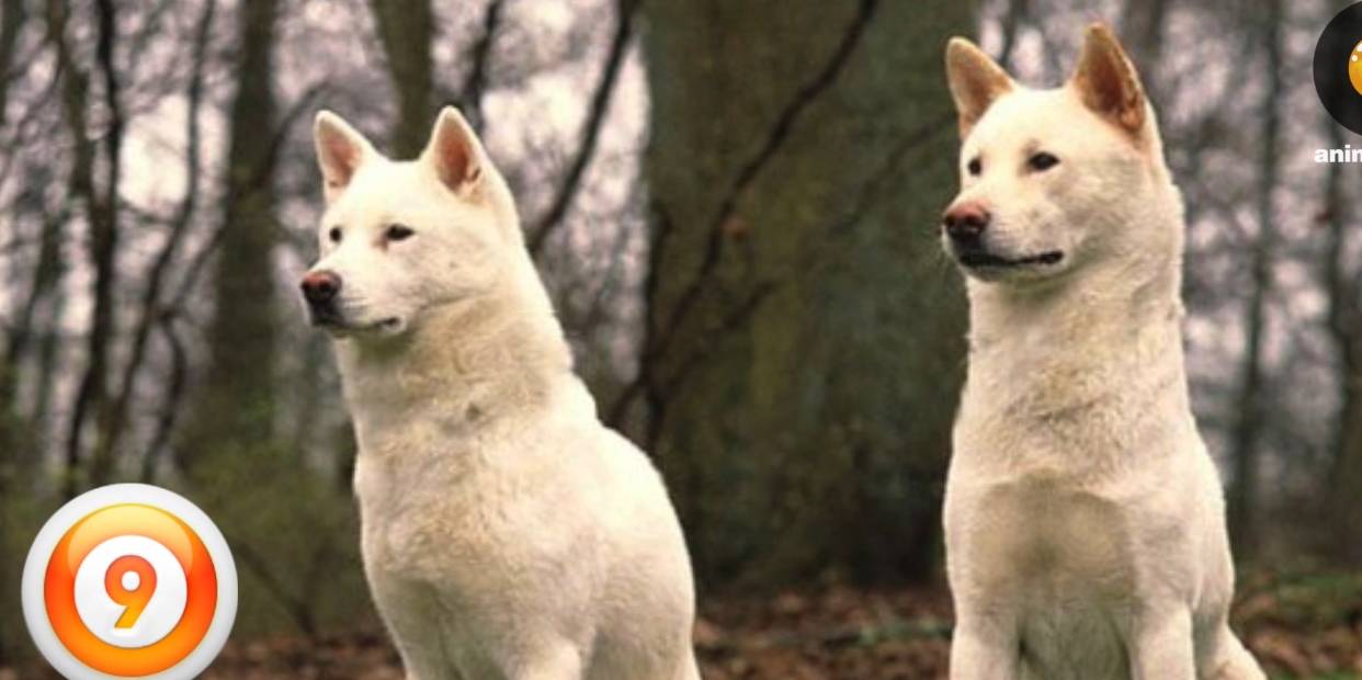 除了柴犬 秋田犬 你知道日本最有名的10种狗是什么吗 体型 东方式 玩具