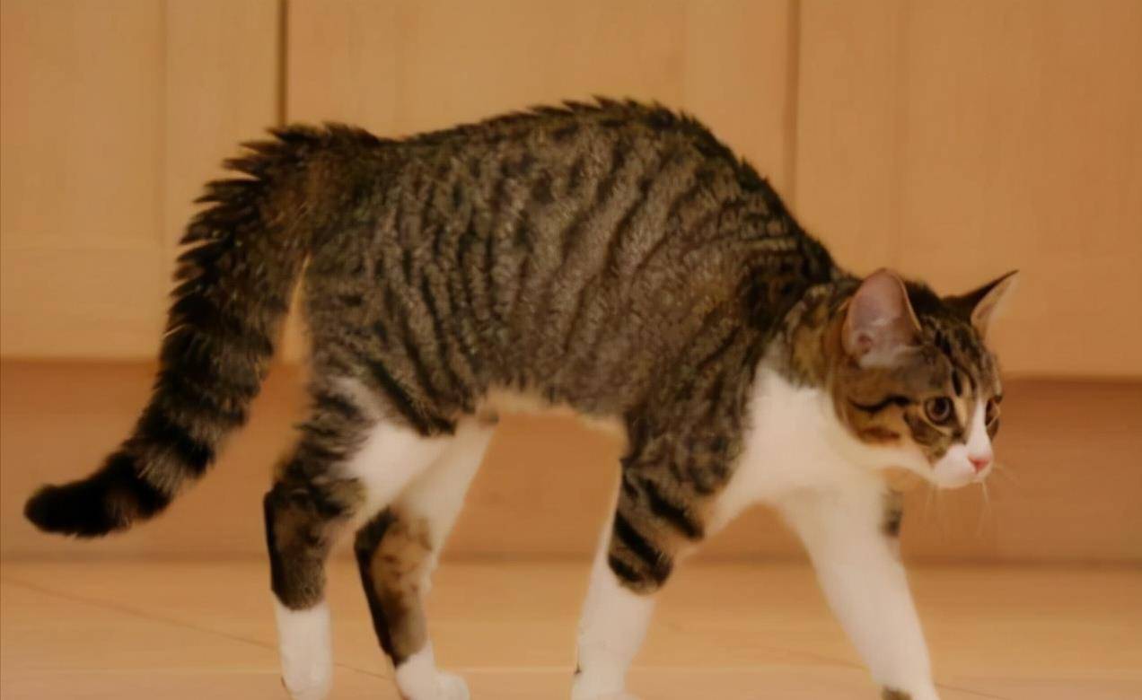 原来猫咪拱背有这几种意思