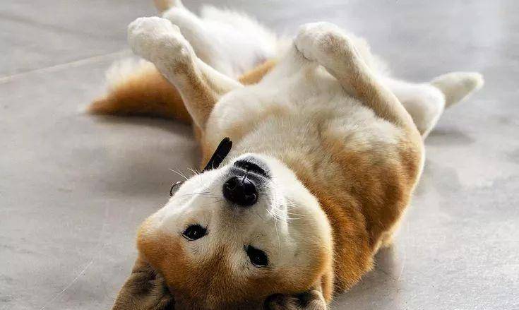 学习炫酷的小技巧,教狗狗在指令下打滚