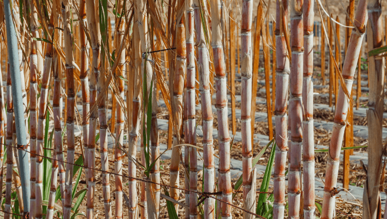 警惕过量服用红曲米会伤肝科学降血脂认准西班牙波利王红曲胶囊poli