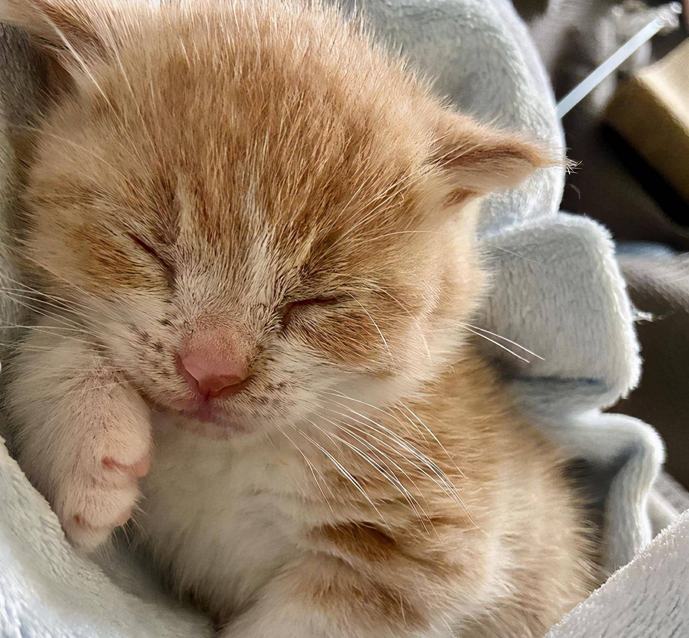 原创小橘猫长相可爱却因健康问题被遗弃一对善良的夫妇拯救了它