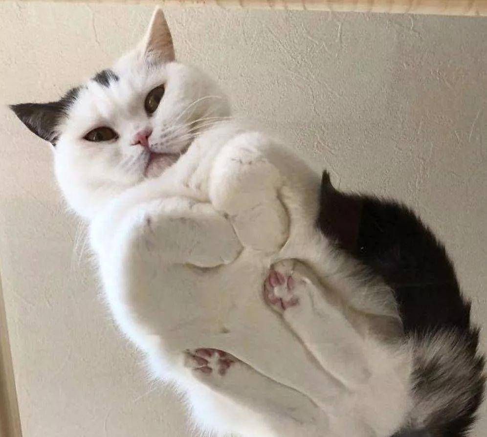 原创猫咪揣着小手手超乖巧信任你才揣手呢