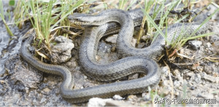 原創牢底坐穿蛇分享國家重點保護野生動物無毒蛇類不常見且珍稀