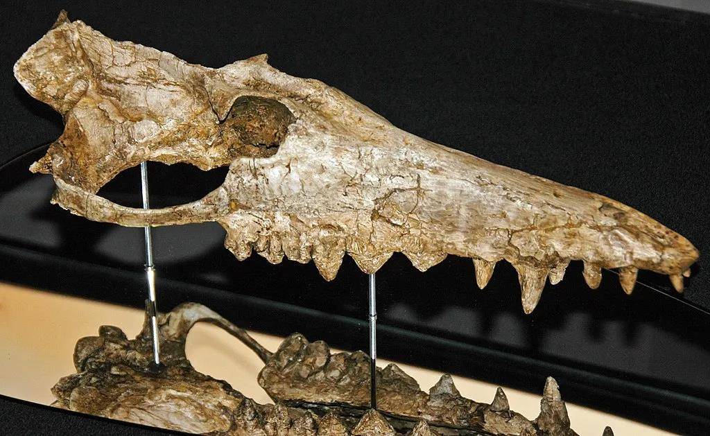国外古生物学家菲利普61d61金格里奇在巴基斯坦发现的巴基鲸化石