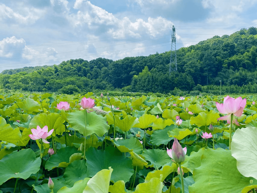 夏荷初绽景色美，江西德安这些地方的荷花真是美绝了！