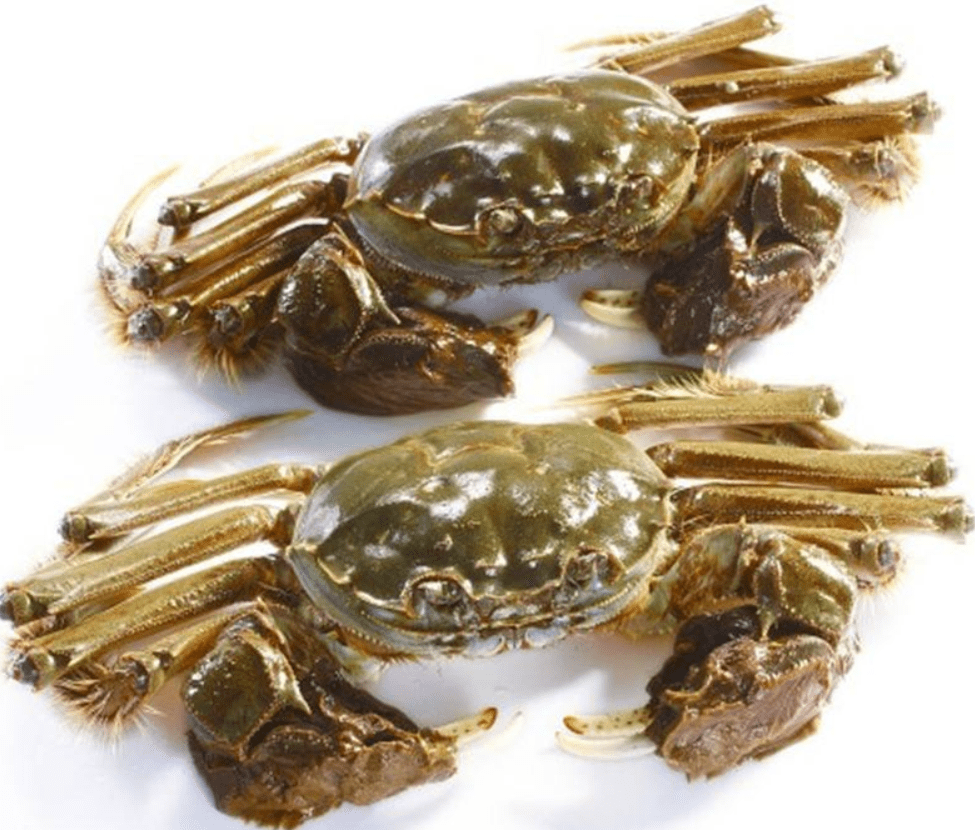 原创中国淡水蛏集群重现洪泽湖到底是好是坏能不能抓点吃