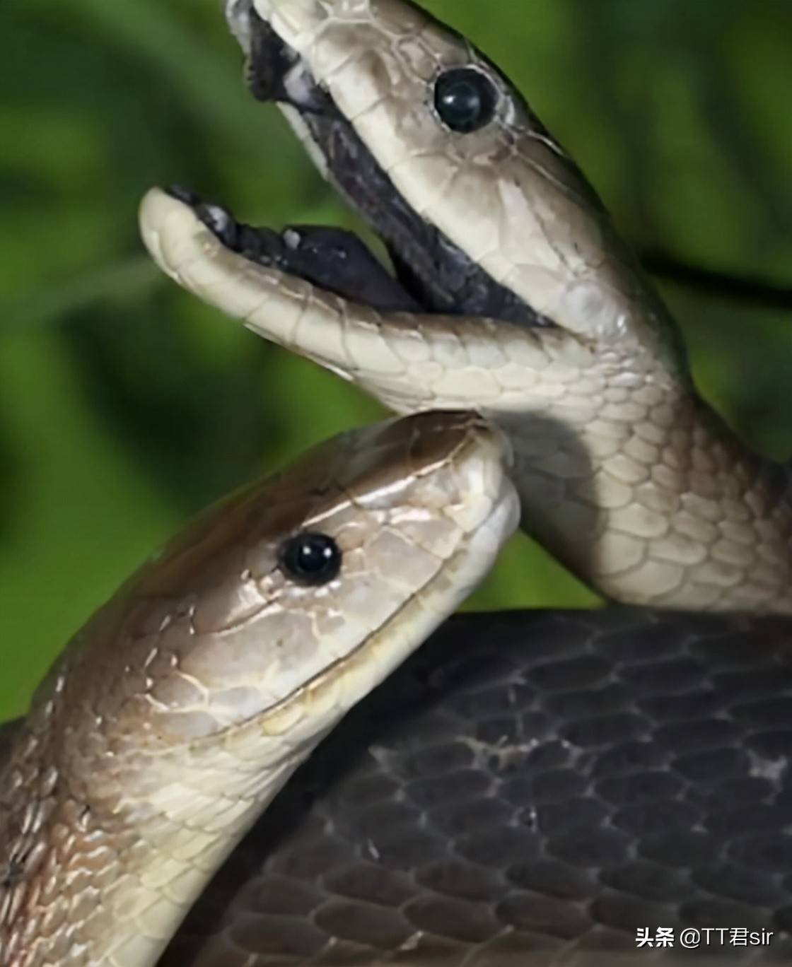 在非洲10大致命动物名单上,黑曼巴蛇的名字是一个让人胆寒的名字,它们