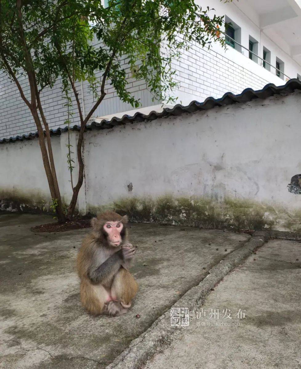 原创古蔺校园闯进一只“猴哥”，淘气、贪吃把学校当成自家后花园……