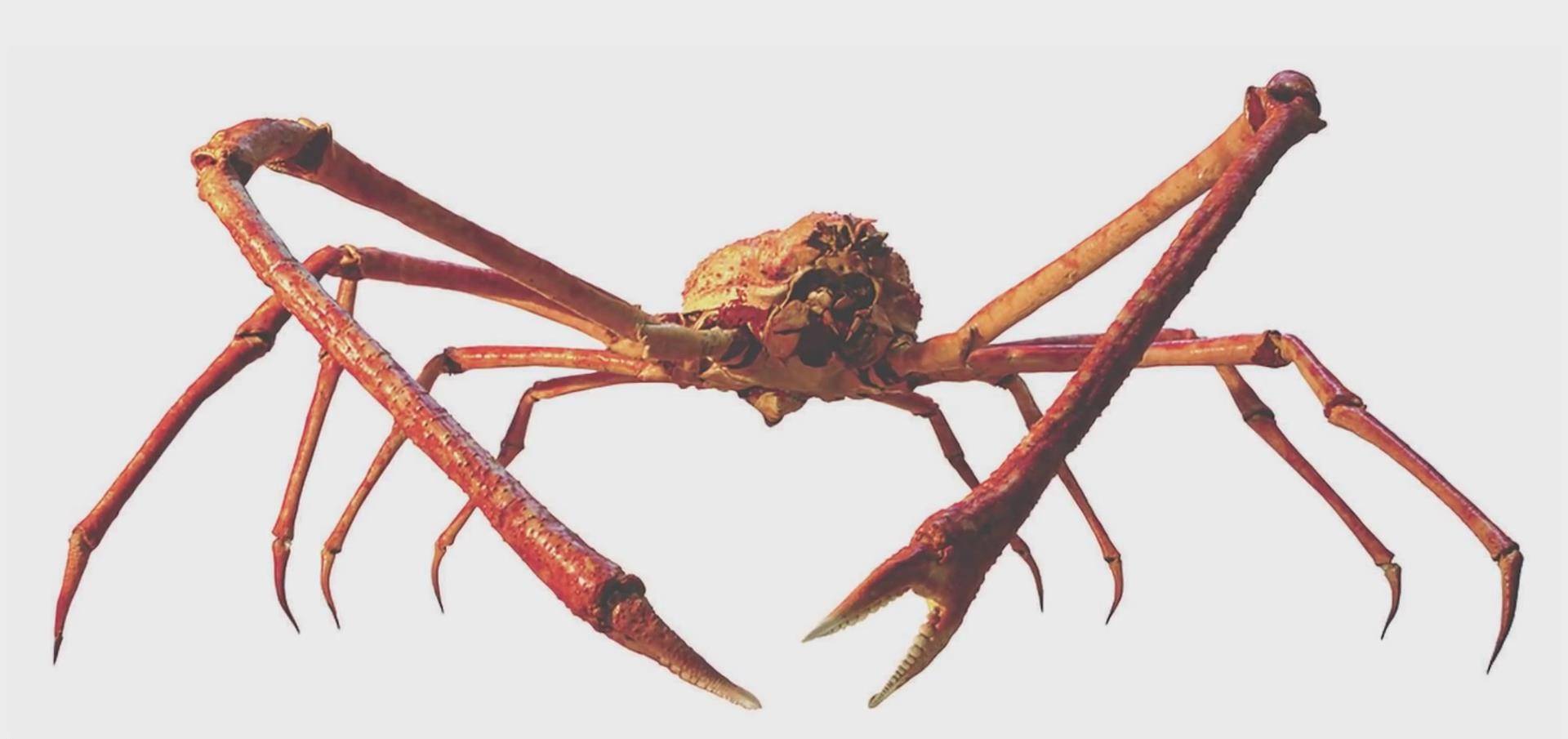 原创能活到100岁的蜘蛛蟹腿长2米永不衰老的基因有帝王蟹两倍大