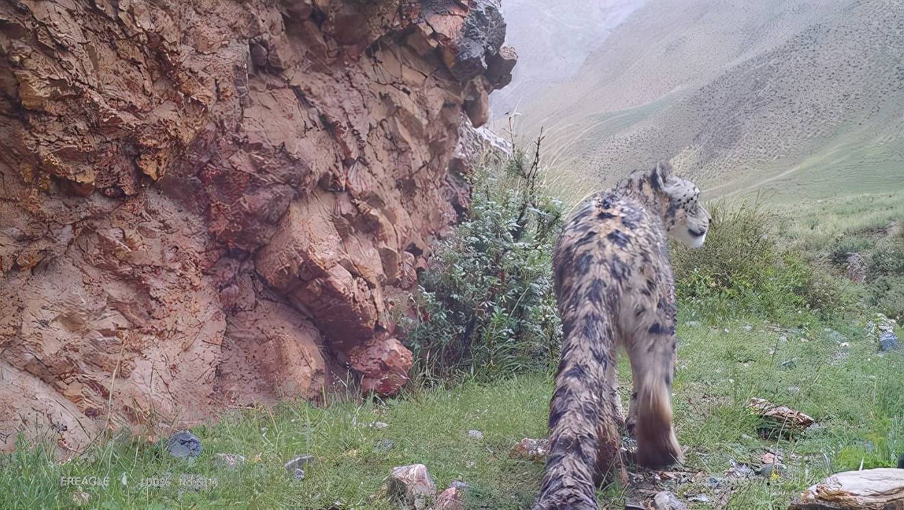 酒泉肃北盐池湾再现珍稀动物雪豹身影