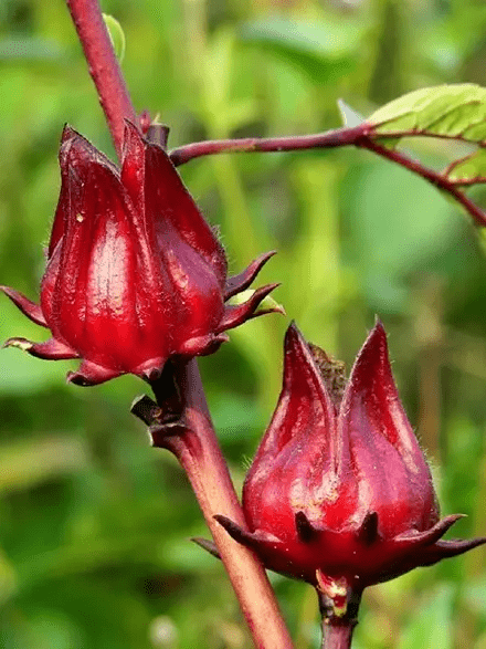这次非洲植物乳木果直播明星也来啦