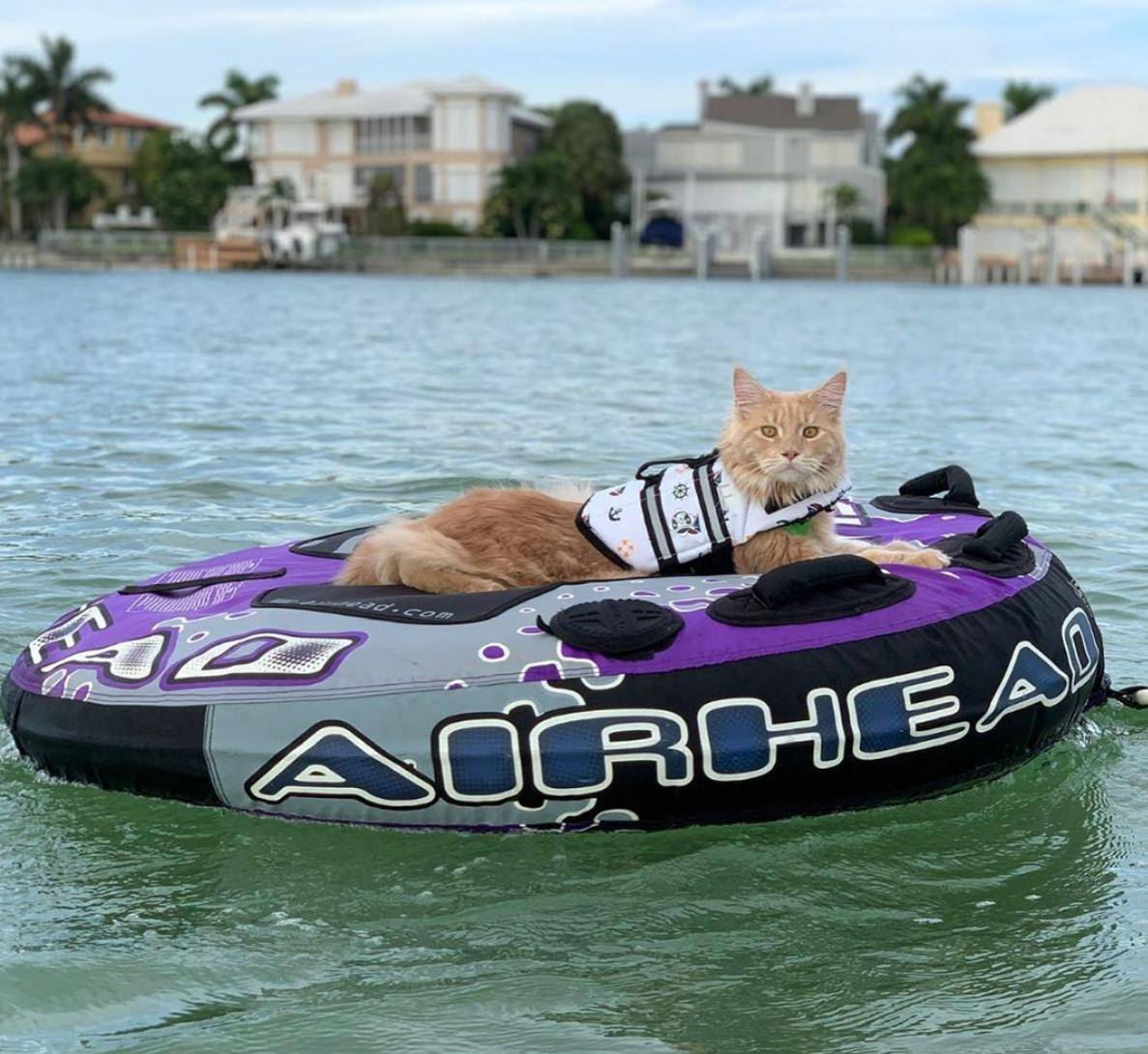 猫皮划艇照片图片