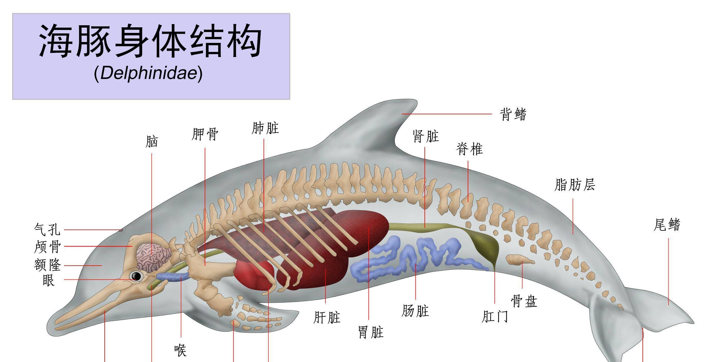 海豚雌性解剖图图片