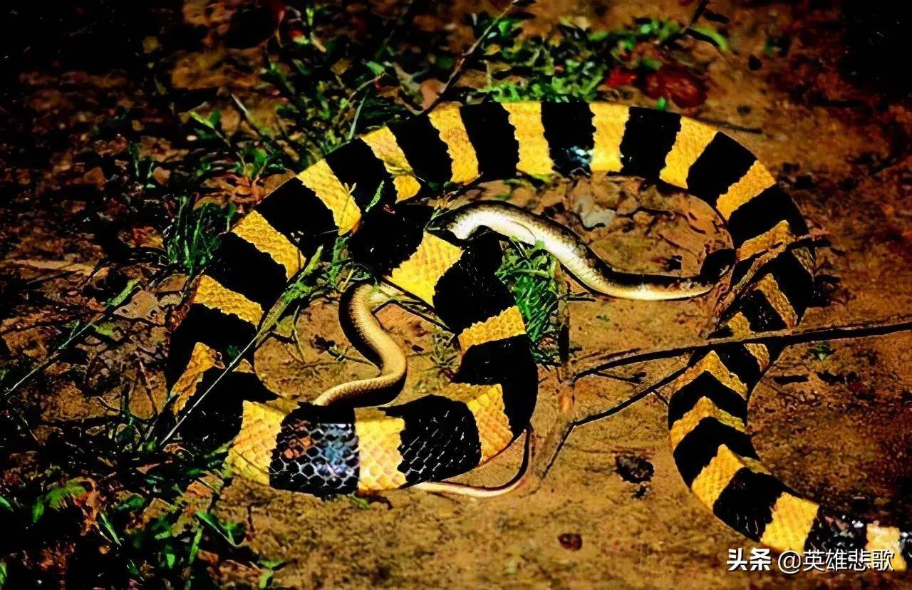 原创金环蛇明明比银环蛇更雷人为何没有银环蛇毒性大