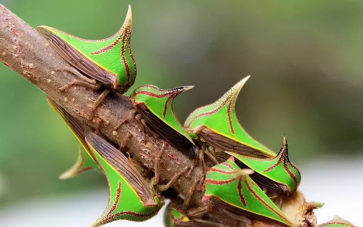 這些千奇百怪的生物都叫角蟬_種類_汁液_昆蟲