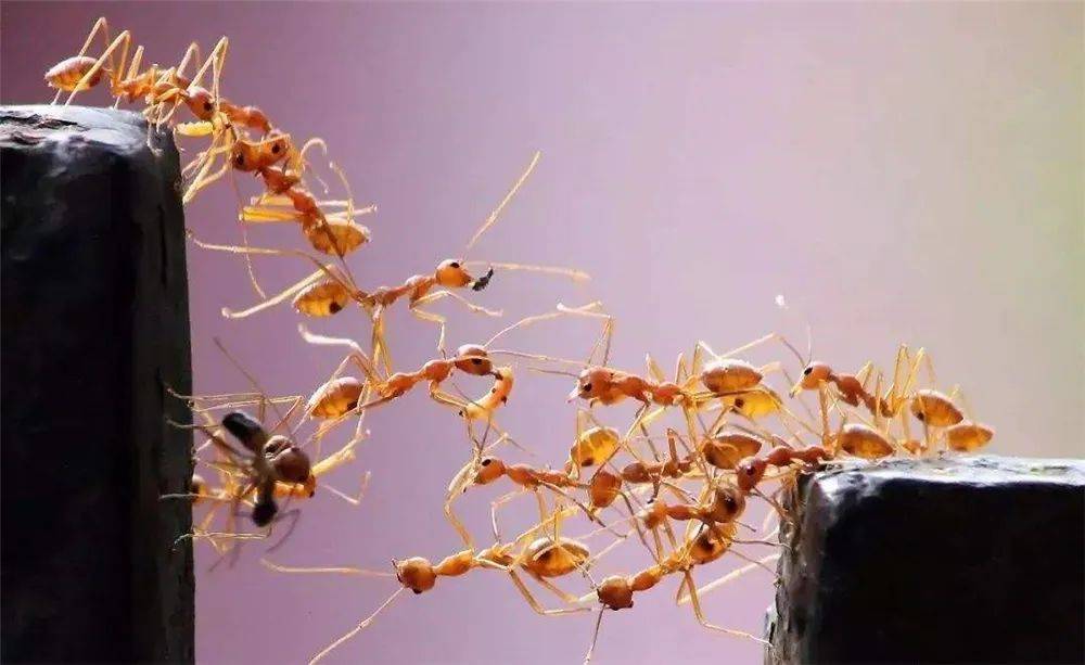 原创上万只行军蚁用肉身搭起蚁桥让工蚁踏着躯干去攻黄蜂巢穴劫走里面