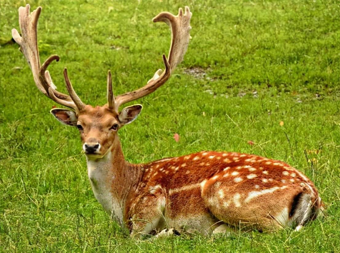 所以,我们才会在动物园中可以看到梅花鹿,当然,这些动物园中的梅花鹿