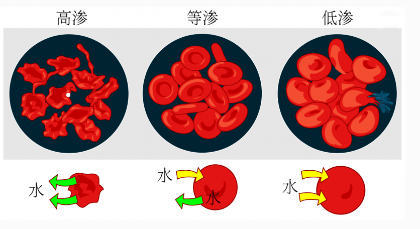 此时免疫细胞,红细胞等易受损伤,对伤口愈合不利.5.