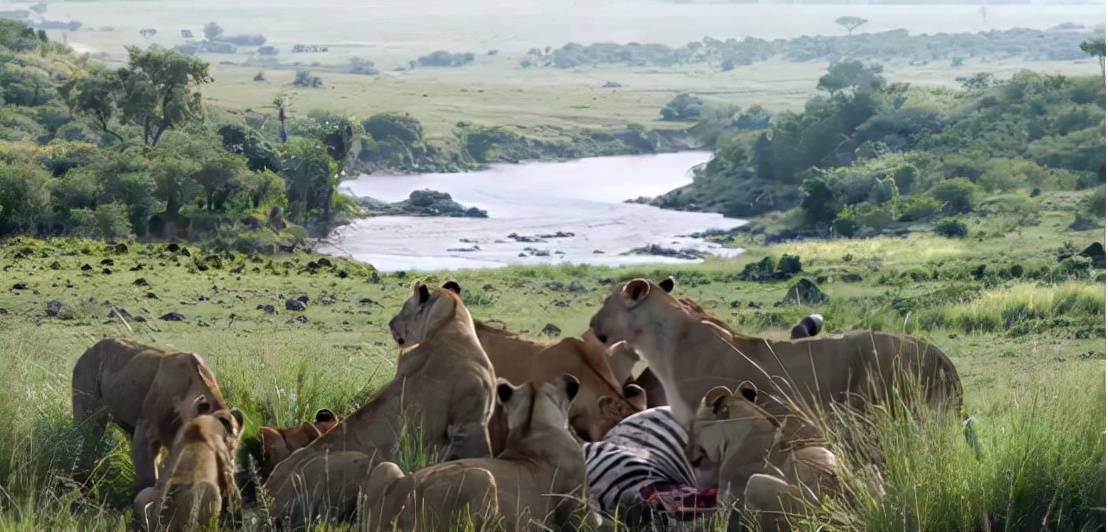 狮群大战狮王临阵脱逃,母狮不退半步,与敌方狮王互咬赶走入侵者_莱拉
