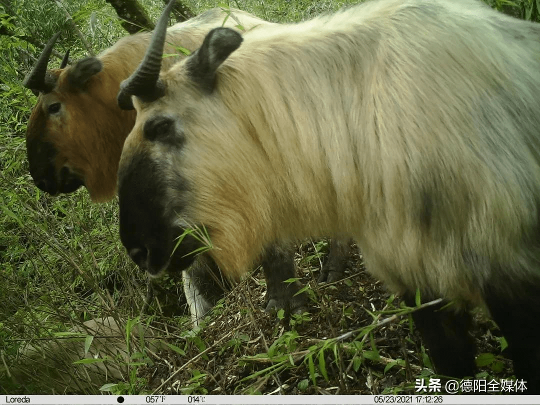 原创首次出现四不像在德阳这一公园散步你见过吗