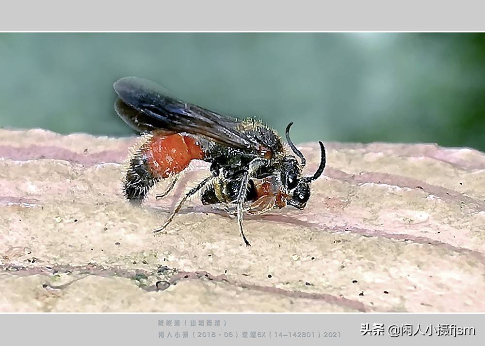 原创昆虫摄影绒蚁蜂听说过吗户外遇上了你会认为是只蚂蚁吗