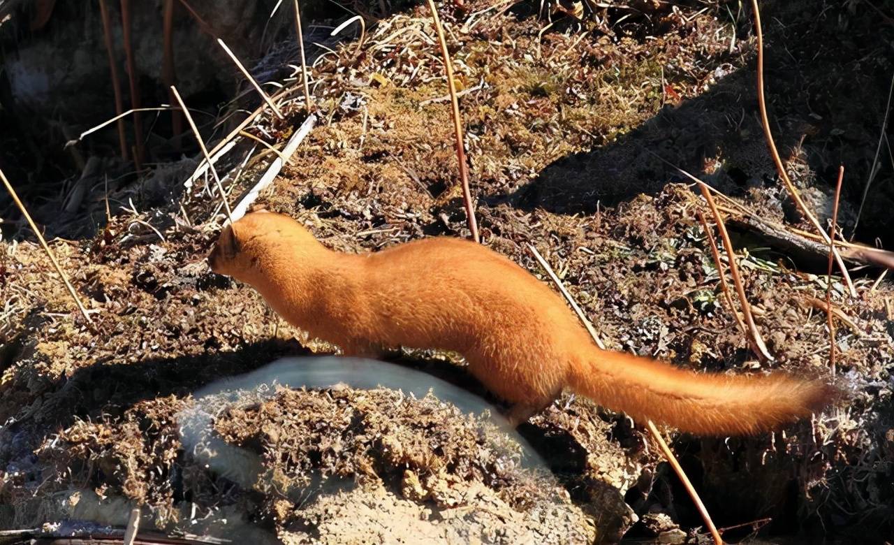 原创黄鼠狼和猫都是灭鼠高手如果它们正面冲突黄鼠狼打得赢吗