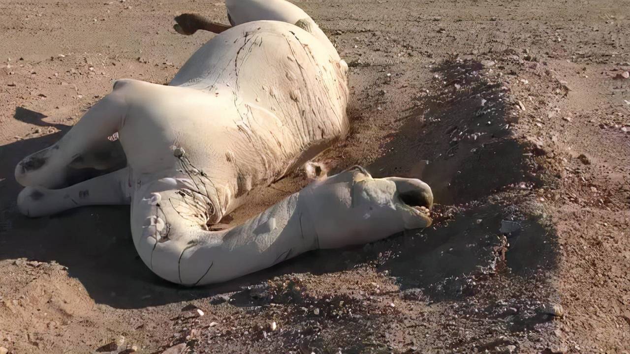 原创5吨重的大象都能被吃为什么没有食肉动物吃骆驼它没天敌吗