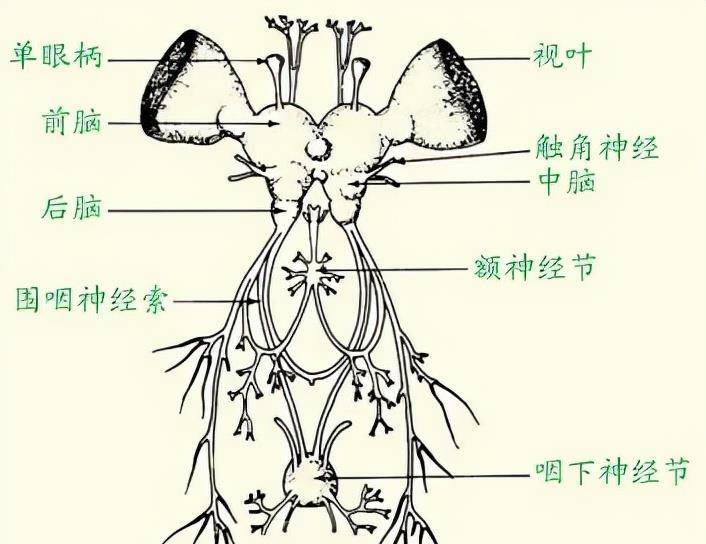 苍蝇的结构图介绍图片