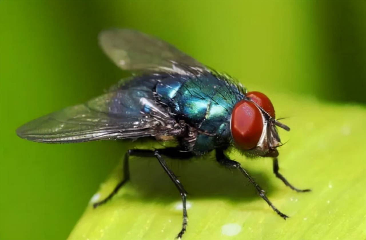 苍蝇为什么总把自己的头弄下来玩苍蝇没有头为什么还能活