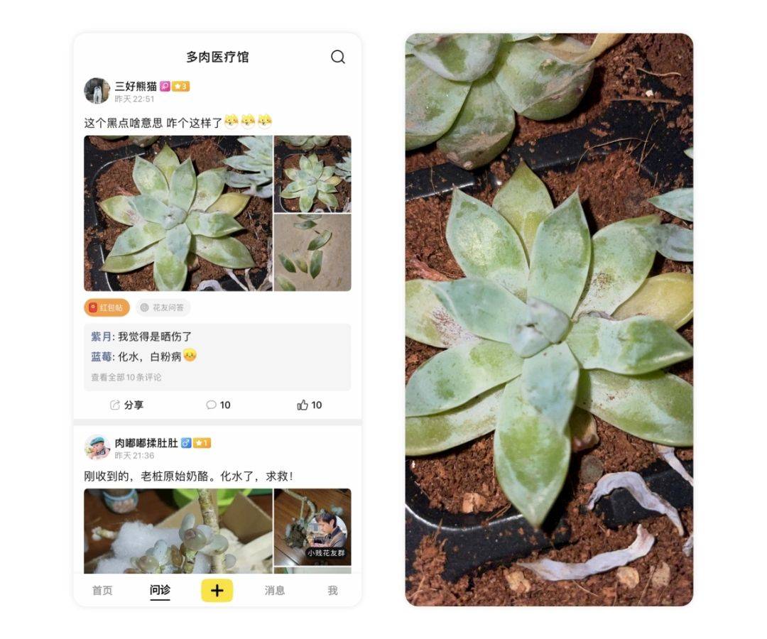 多肉根系出现瘤子,黑斑,叶片变黄,黑腐叶片很蔫,小贱来解答~_问题