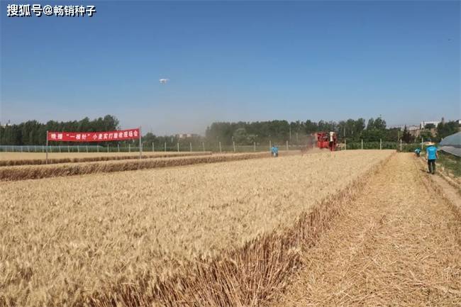 亩产85513公斤烟农1212创山西省小麦最高单产纪录