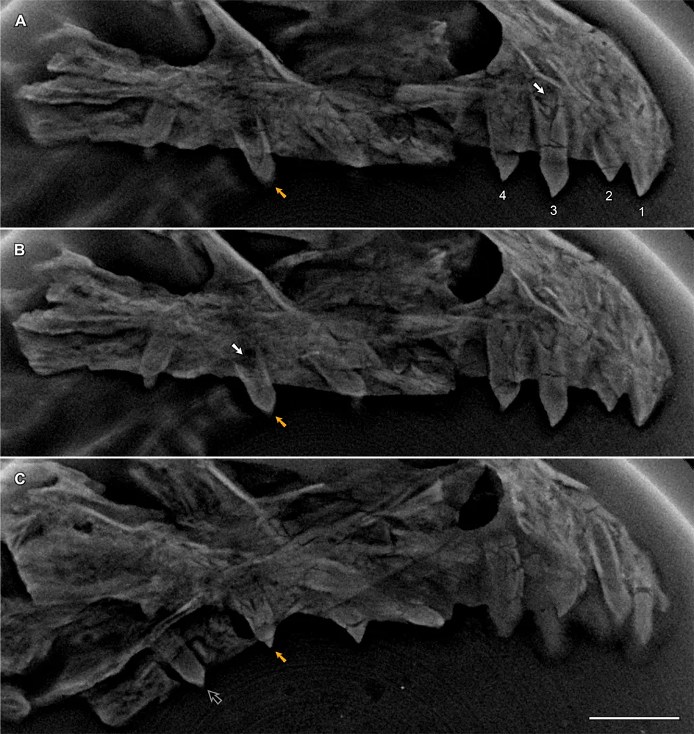 中生代鸟类的牙齿替换 来自化石的新证据 研究 渤海 模式