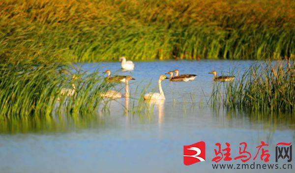 近年來,隨著我國首個大型水庫清淤試點工程——宿鴨湖水庫清淤擴容