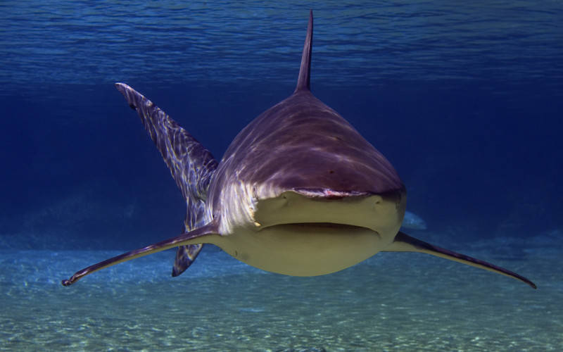 公牛鲨,学名低鳍真鲨 (carcharhinus leucas),又称白真鲨或公牛白眼鲛