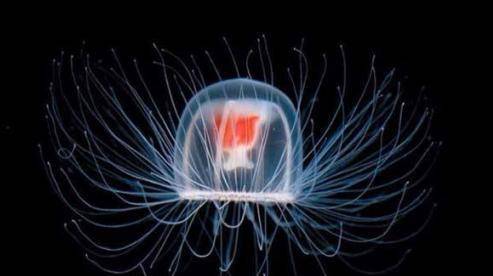 世间很多生物_世界上的生物_世间生物很多怎么形容