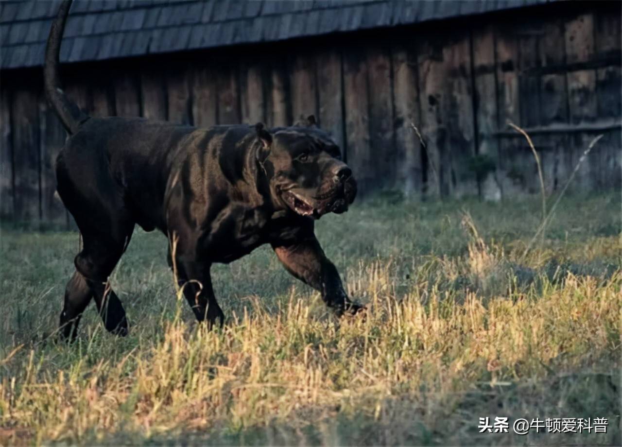 遇見趕緊跑世界十大猛犬藏獒僅排第二排名最高還是中國犬類