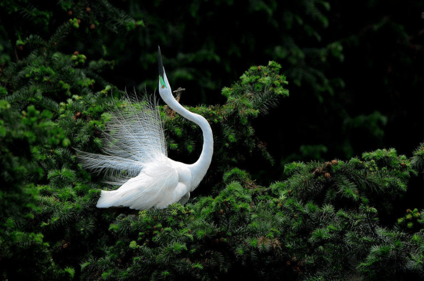 原创白色羽毛的飞鸟你见过吗一种完美得像天使一种似古代谦谦君子