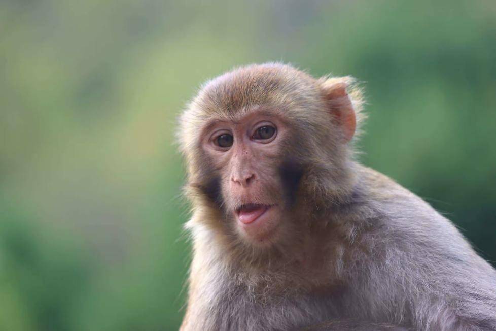 Revengeful Monkeys Killing 250 Dogs in Maharashtra Have Inspired Gang War  Memes - News18