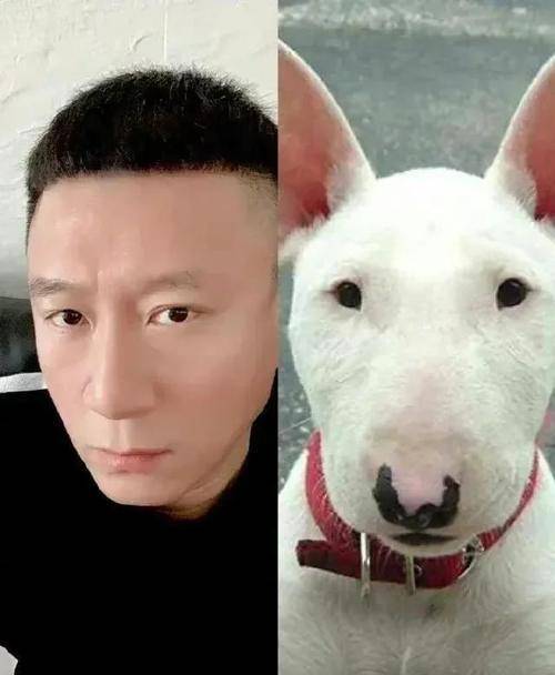 原创简直太搞笑了明星们和动物撞脸了刘昊然和秋田犬表情包竟然有点像