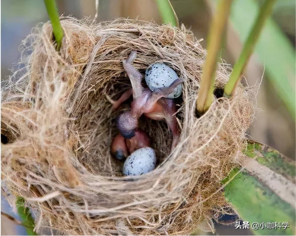 原创只生不养的大杜鹃将卵产在其他鸟窝幼鸟的做法更绝