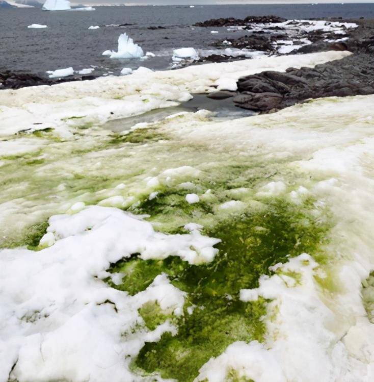 南极再次出现西瓜雪雪为什么会呈现红色人类真的该警惕了