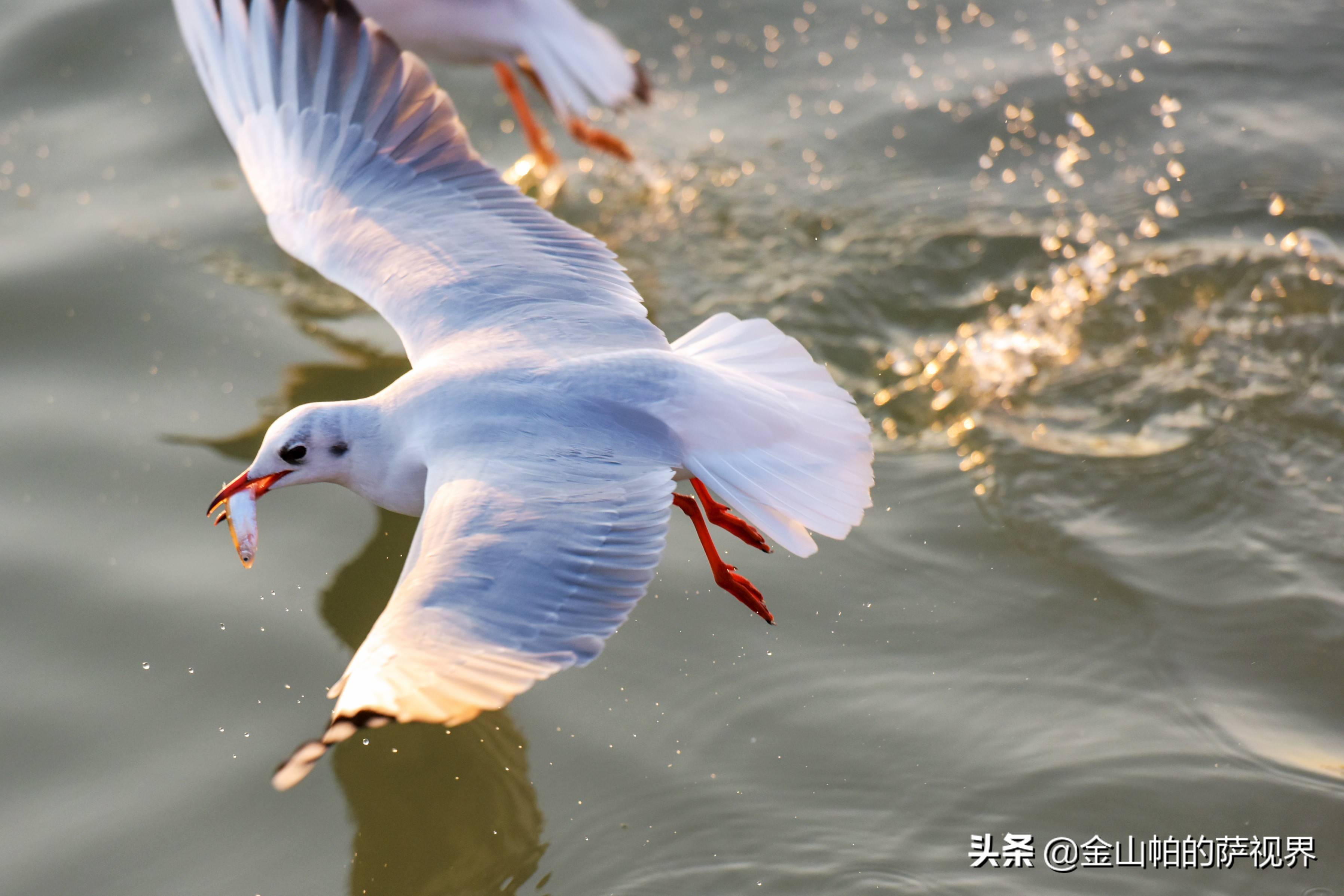 平顶山白龟湖红嘴鸥图片