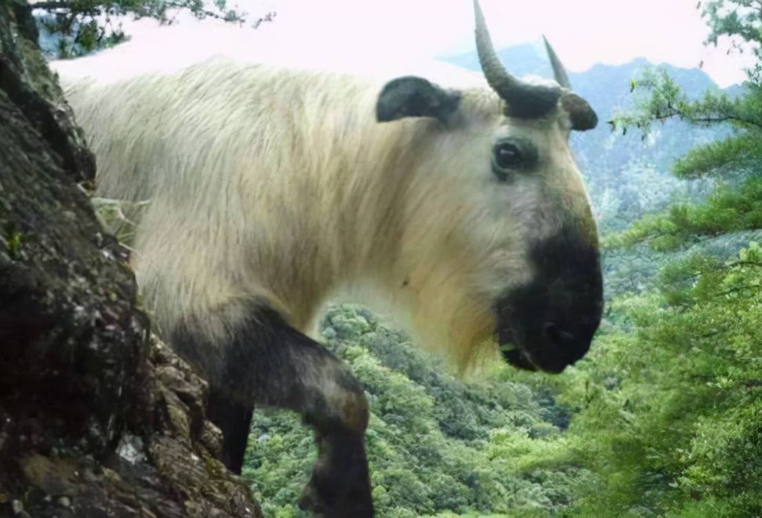 四川九顶山又发现多只"六不像",比大熊猫还珍贵_动物_物种_我国