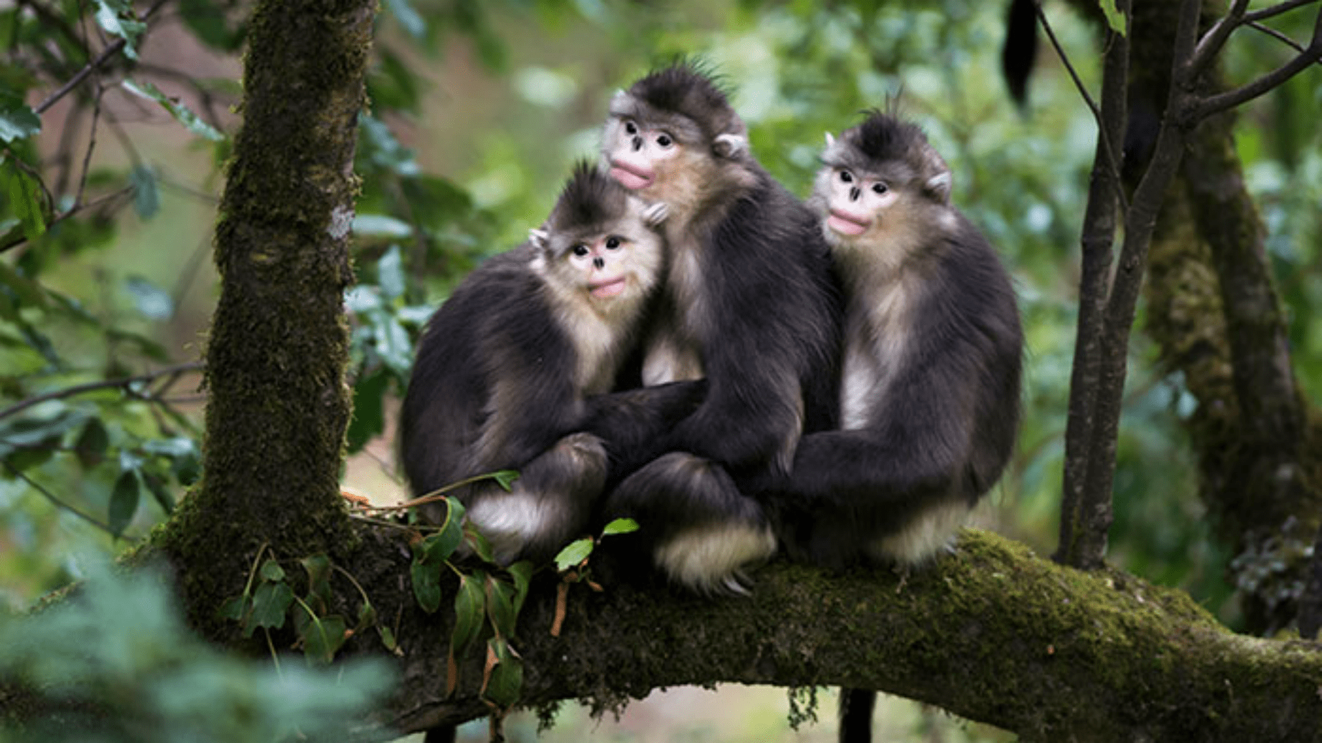 原创会笑的猴子滇金丝猴世界上唯一的最接近人类的红嘴唇动物