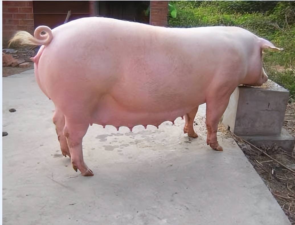 母猪配不上种什么原因?母猪配不上种怎么办?解决方法在这_霉菌_毒素_