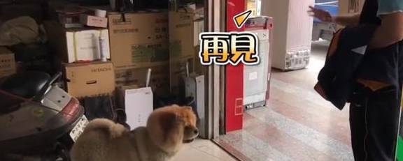 主人出门不带狗狗，狗狗瞬间崩溃，大喊大叫疯狂撒娇 