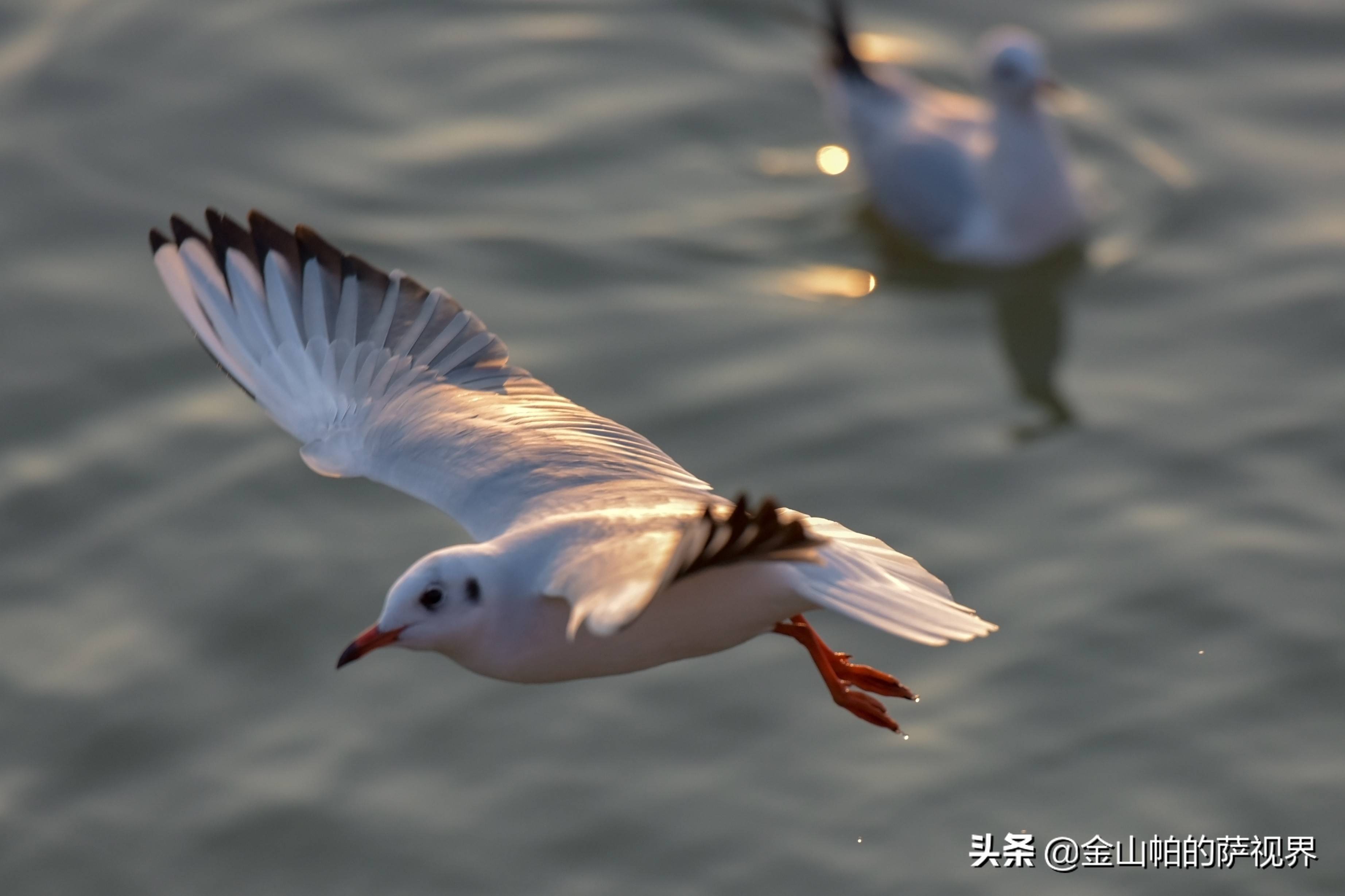 河南平顶山：梧桐引得凤凰来 平顶山白龟湖红嘴鸥随拍（一）