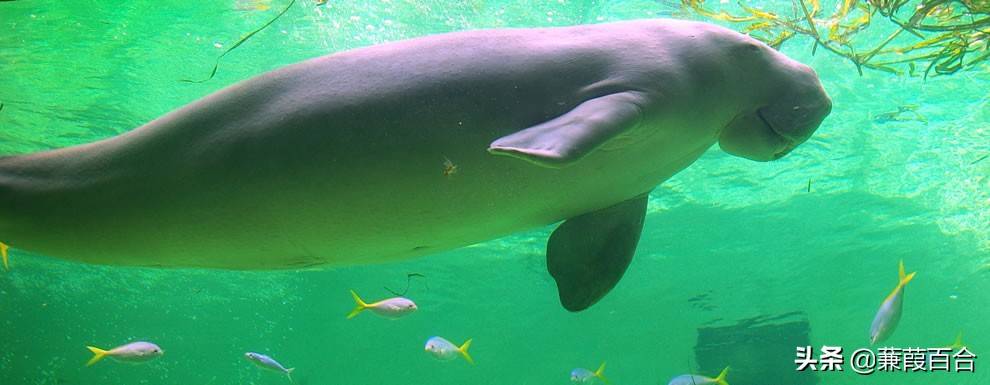 原创可爱的濒危的温和巨人神奇的海牛