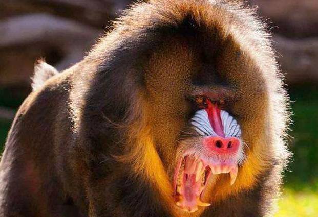 灵长类最凶狠的猴科山魈又称山中鬼怪狮子都要礼让三分