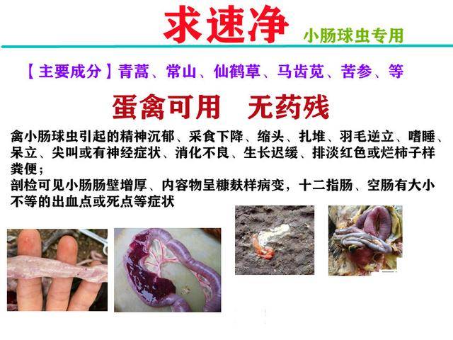 鸡球虫用什么药球虫病如何治疗教你养鸡不得球虫仅重用此药